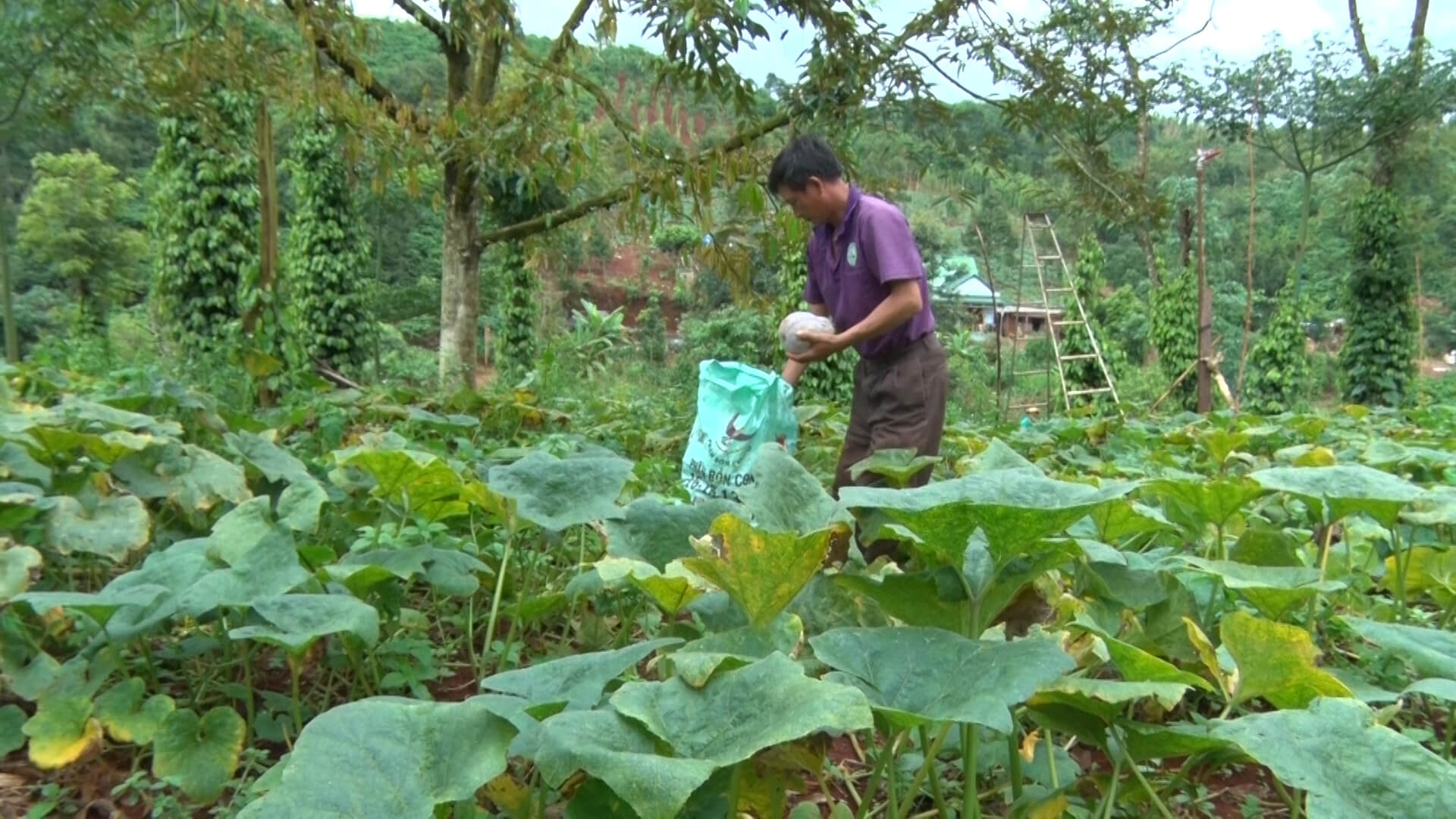 Người dân trồng bí chịu lỗ nặng