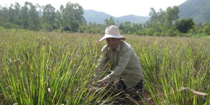 Người dân vùng sâu xã Ya Tờ Mốt biết trồng sả lấy tinh dầu