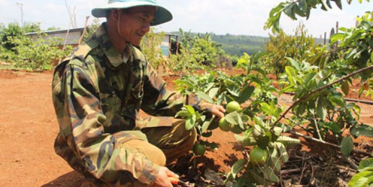 Trồng xen cây ăn quả, lão nông trở thành triệu phú