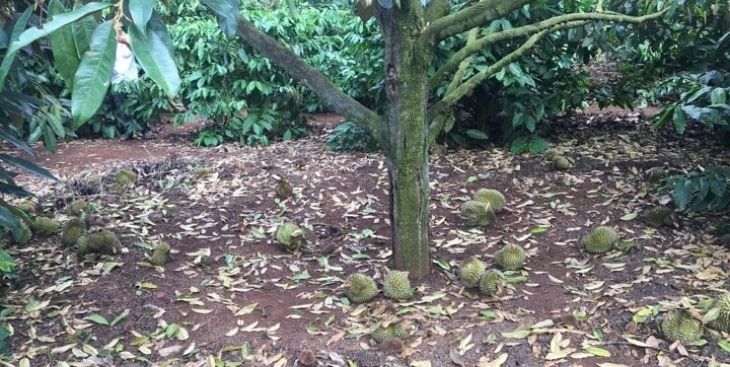 Vườn sầu riêng rụng trái bất thường, thiệt hại 300 triệu