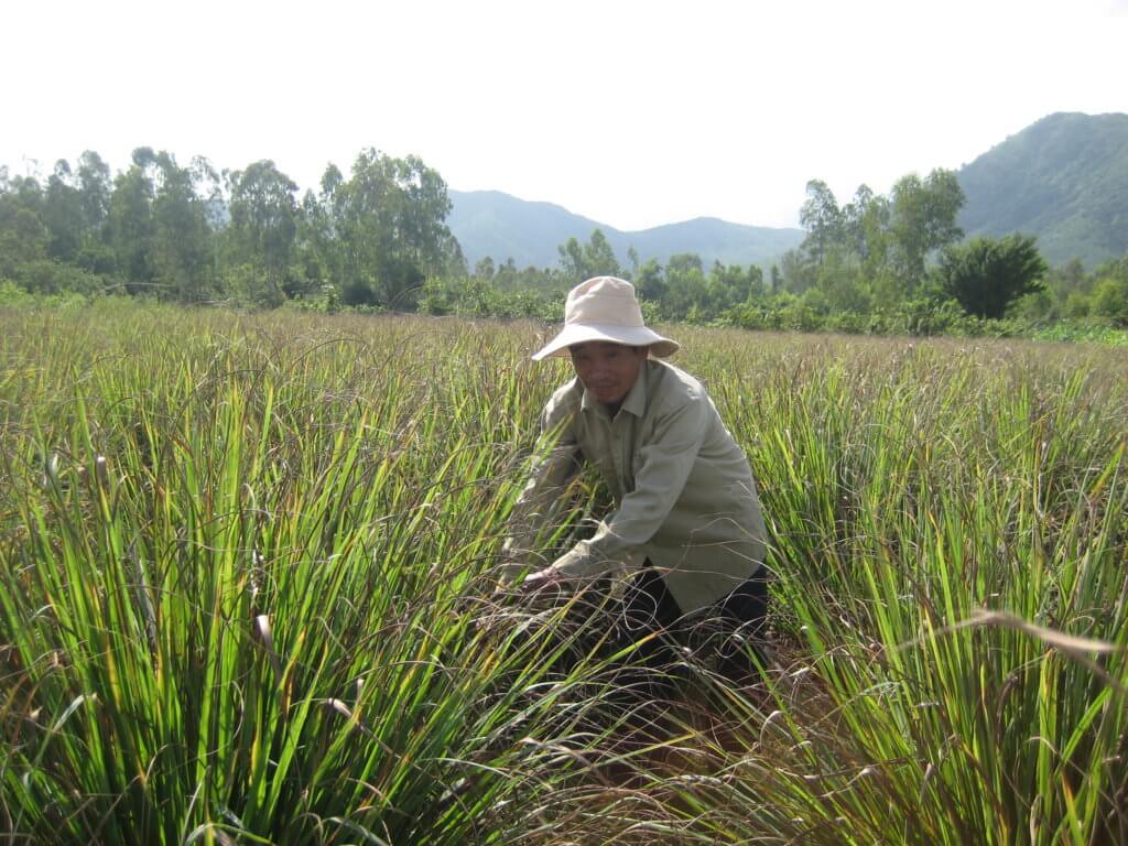 Trồng sả đem lại công ăn việc làm, giúp thu nhập ổn định