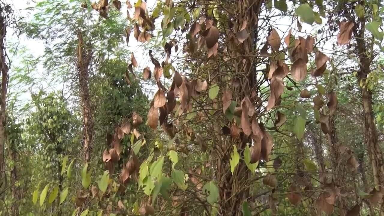 Vườn tiêu ngã bệnh rồi chết hàng loạt