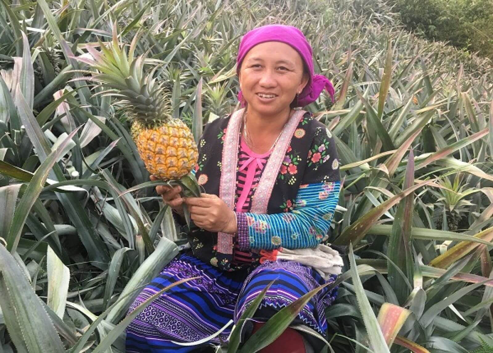 Lãi hàng trăm triệu đồng nhờ dứa