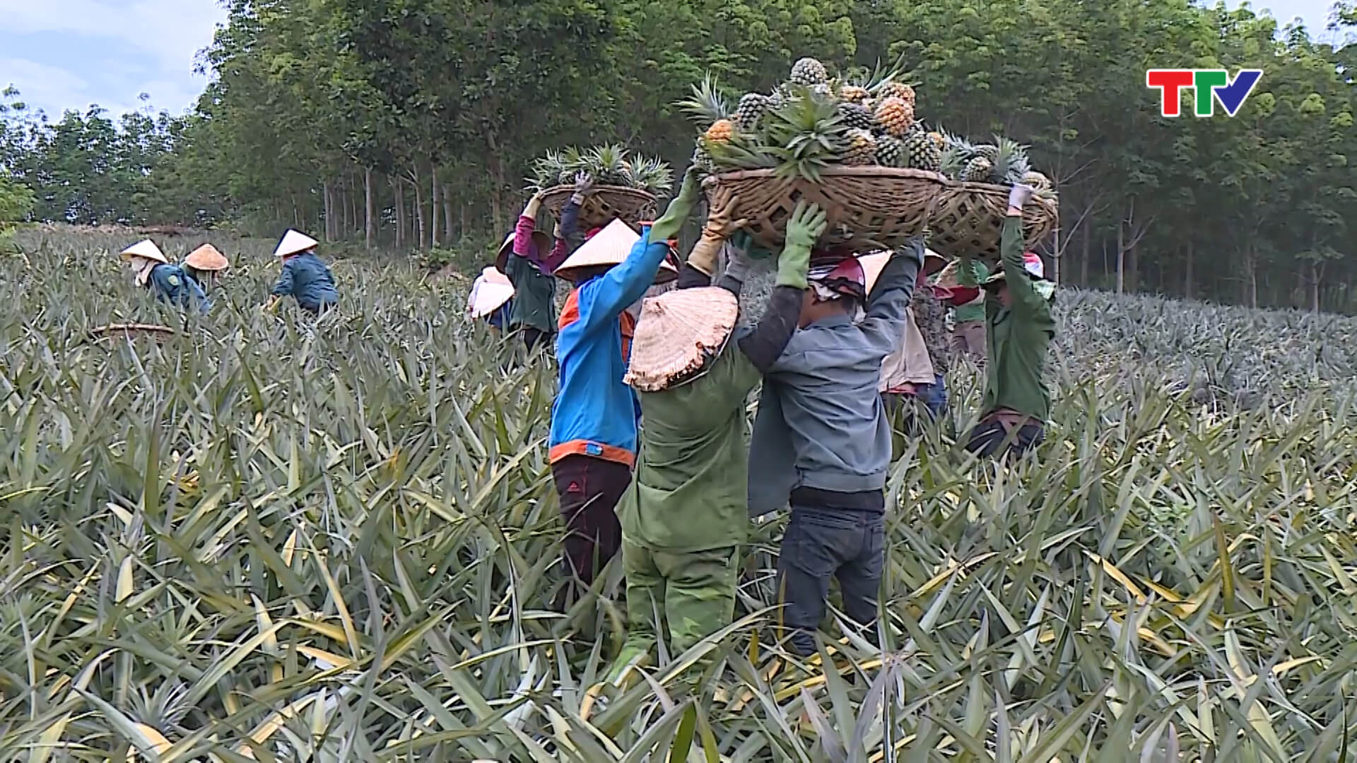 Giá dứa đầu mùa cao giúp người dân thu lợi nhuận lớn