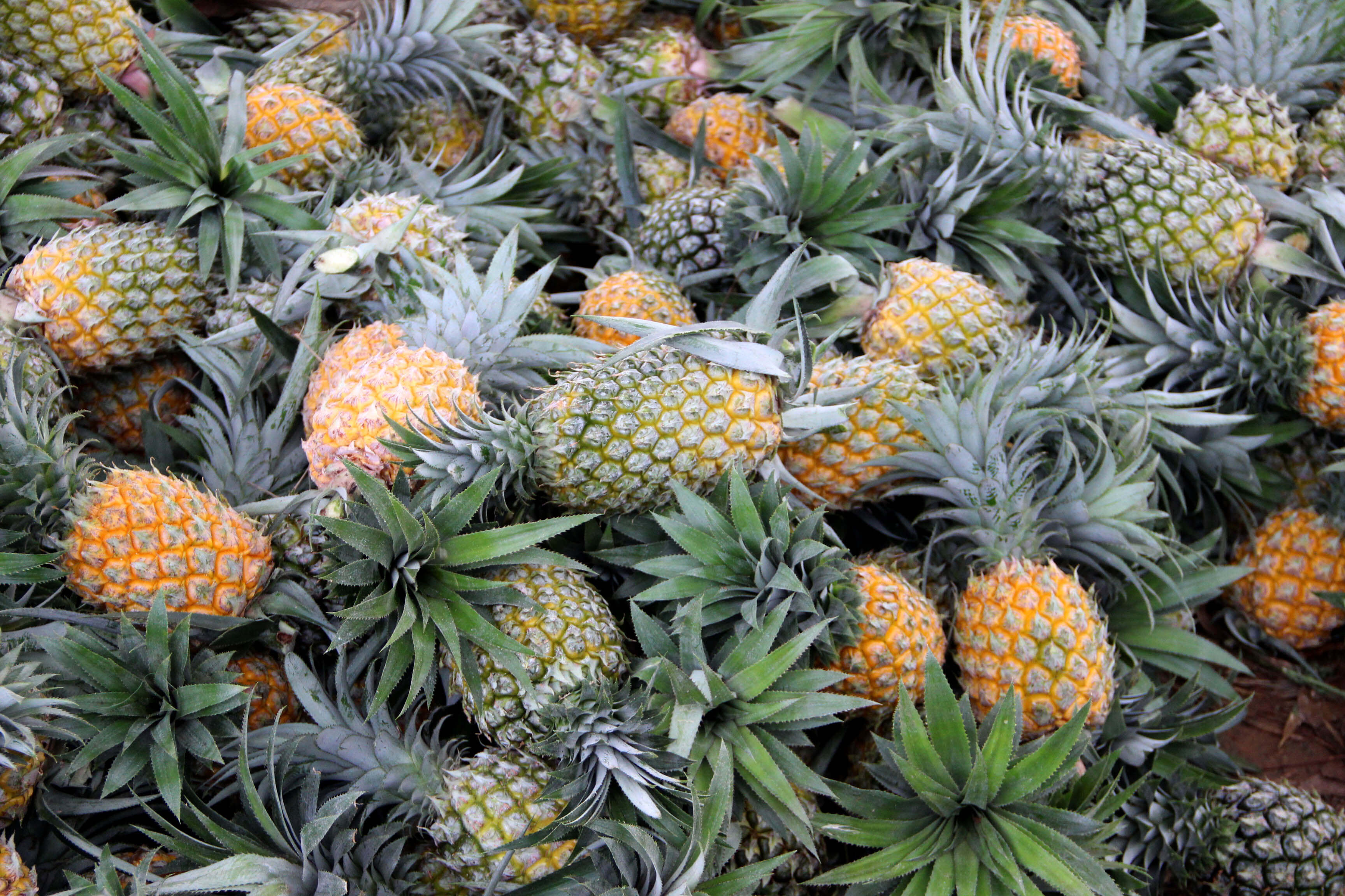 Cần nhân rộng mô hình trồng dứa để cải thiện cuộc sống bà con