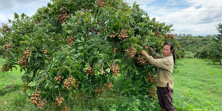 Triển vọng mới từ cây ăn trái trên vùng đất khô cằn Ya Tờ Mốt