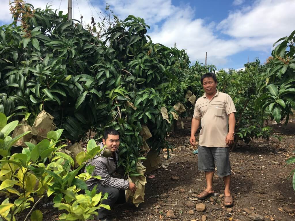 Triển vọng mới từ cây ăn trái trên vùng đất khô cằn Ya Tờ Mốt 1