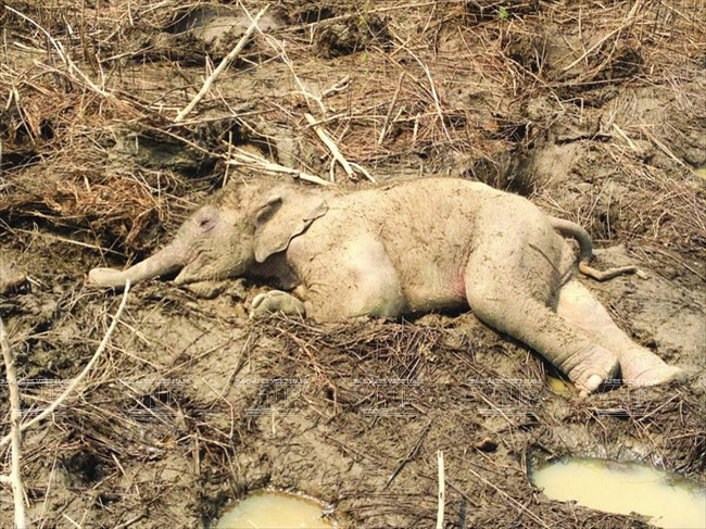 voi con chết bên bìa rừng