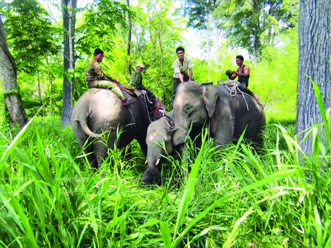 số lượng voi nhà giảm mạnh