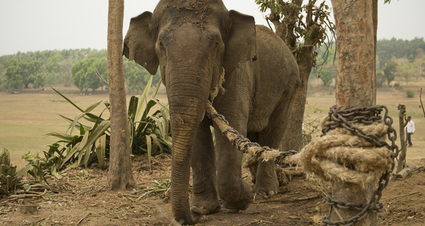 voi bị xích trong mùa sinh sản