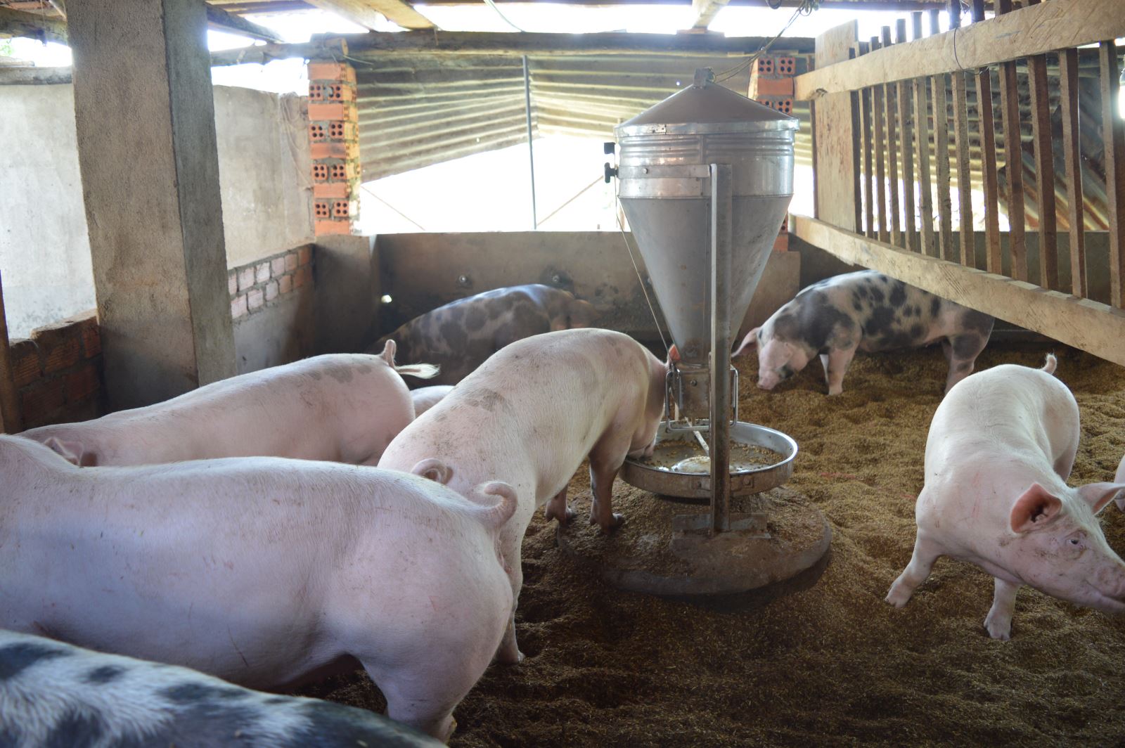 Bảo vệ môi trường và phát triển chăn nuôi với chế phẩm sinh học 1