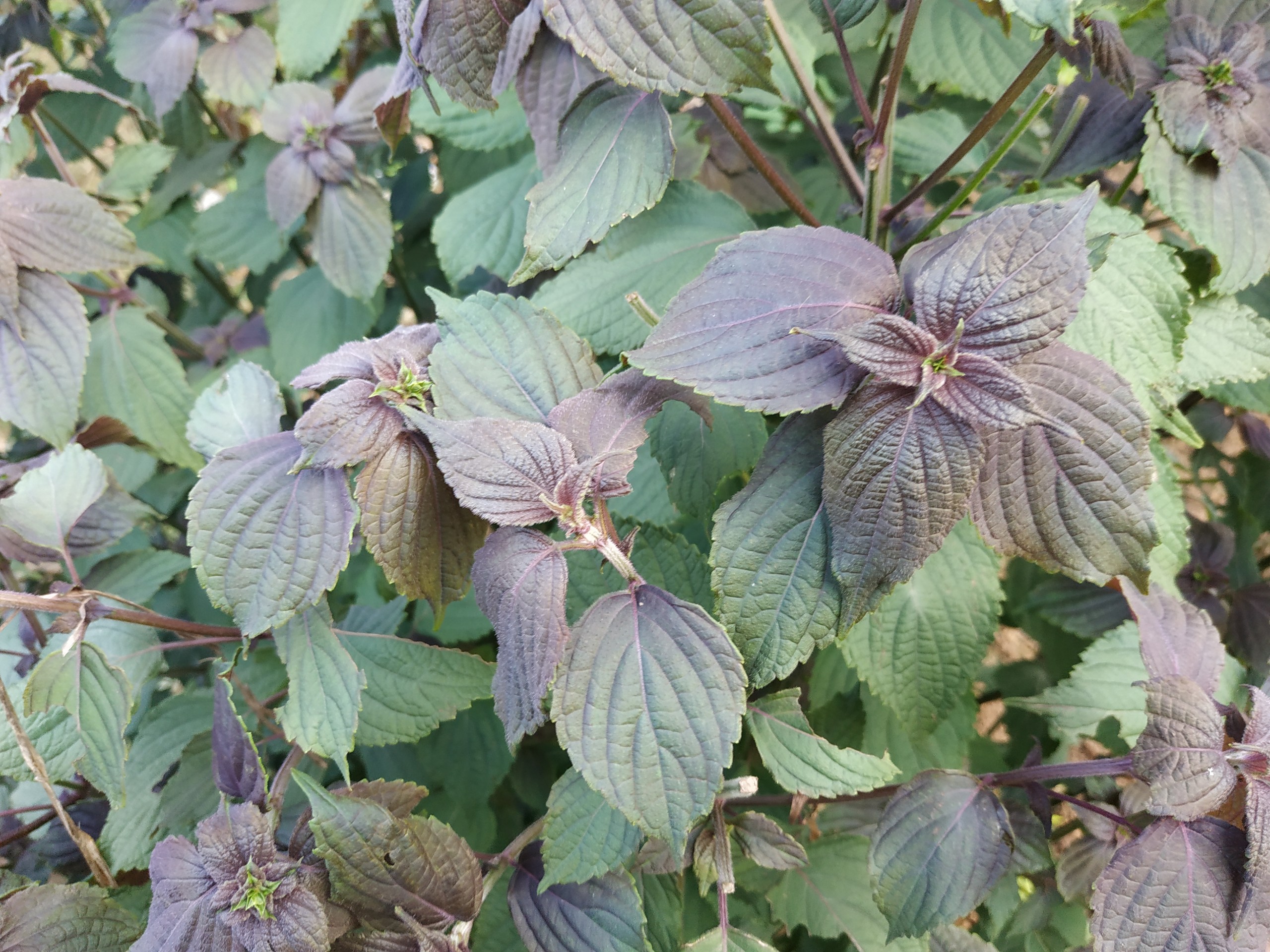 4 bài thuốc dân gian đến từ cây tía tô 1