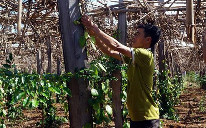 Đến thăm vùng đất “5 không”, nơi người dân thôn Bình Lợi vươn lên thoát nghèo 2