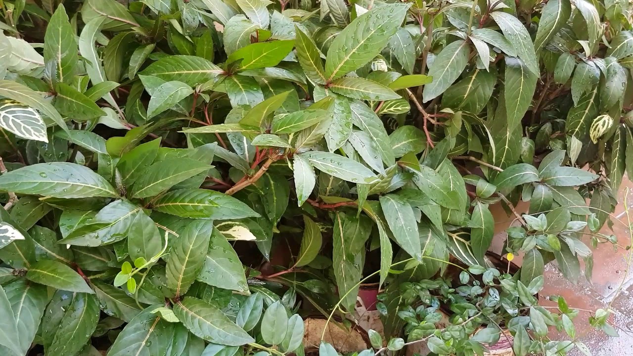 Cây xăng sê: vị cứu tinh của người bị đau dạ dày 2