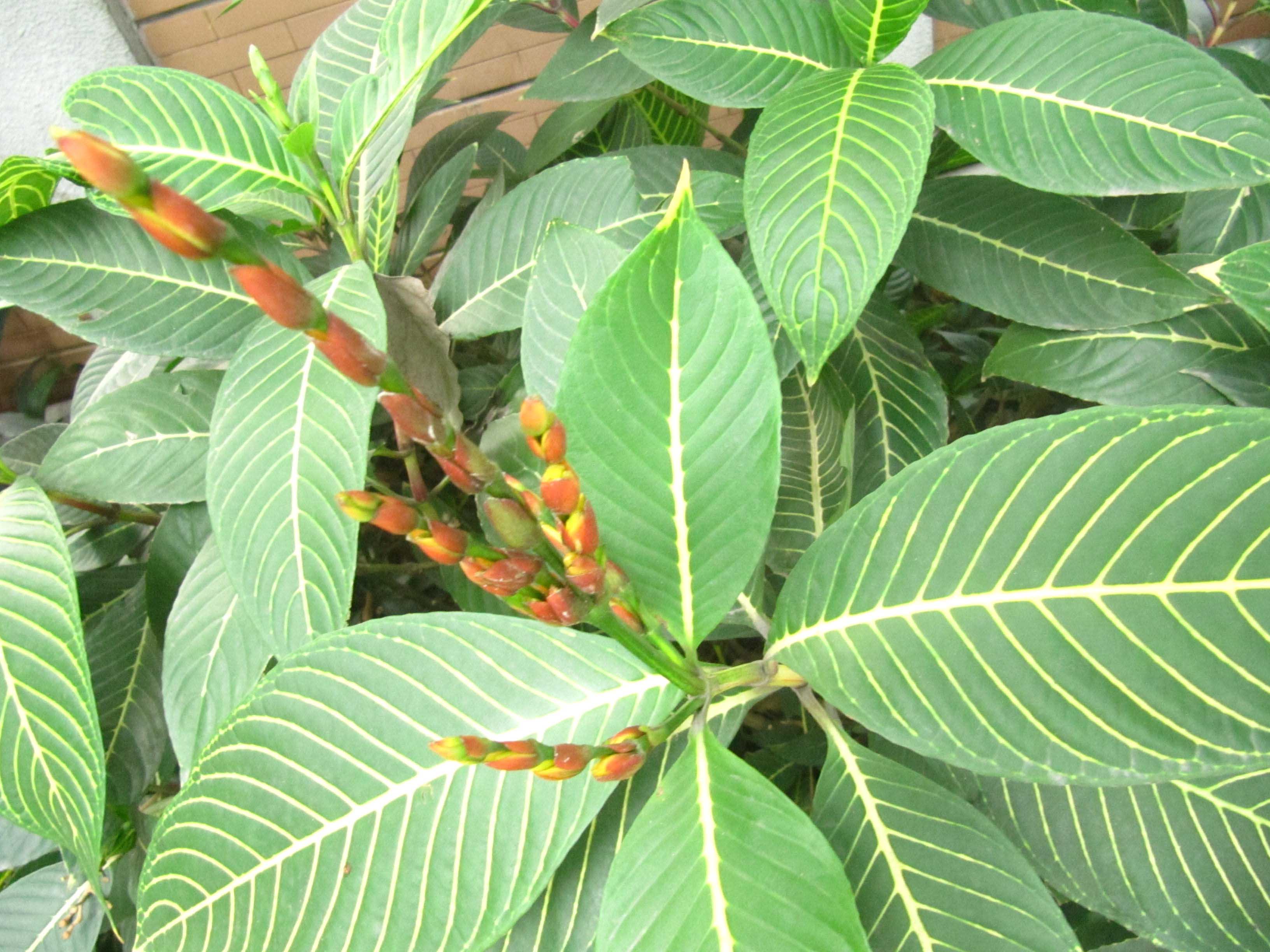 Phương pháp điều trị bệnh đau dạ dày tốt nhất hiện nay 3