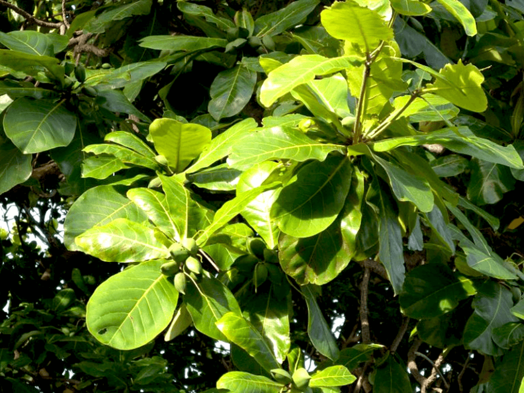 Mẹo hay chữa bệnh nhiệt miệng tại nhà, hiệu quả 2