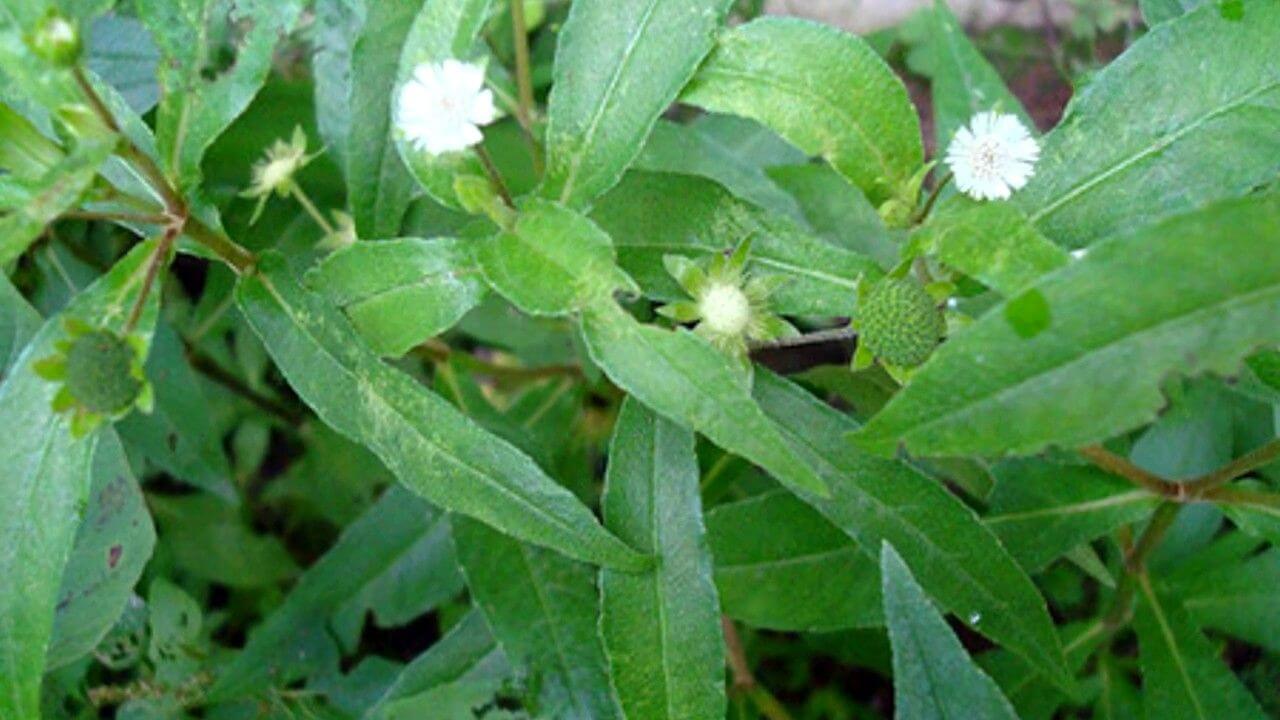 Mẹo hay chữa bệnh nhiệt miệng tại nhà, hiệu quả 5