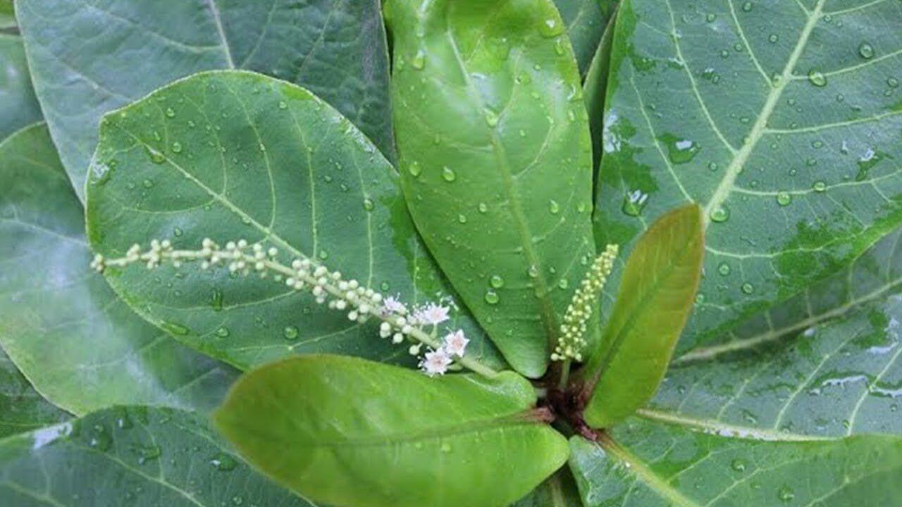 Những bài thuốc chữa bệnh từ lá bàng mà không phải ai cũng biết 1