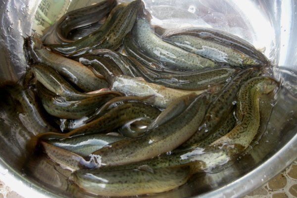 Chữa yếu sinh lí bằng cá chạch