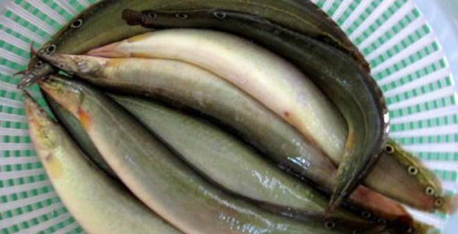 Chữa yếu sinh lí bằng cá chạch