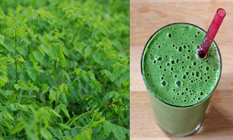 Rau ngót mang đến nhiều lợi ích cho việc chữa yếu sinh lý