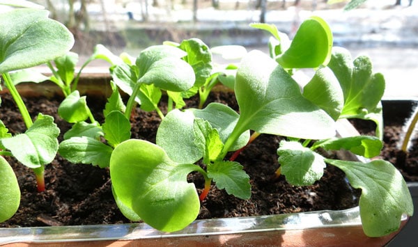 Cải tạo đất giúp cung cấp độ ẩm cho cây