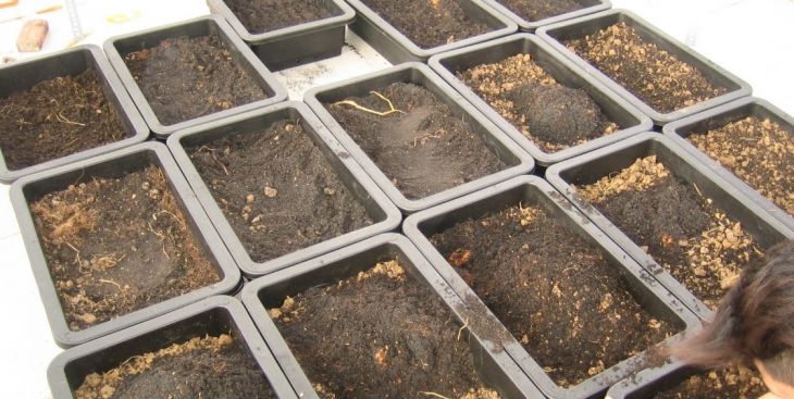 Cách làm đất trồng rau trong thùng xốp đúng tiêu chuẩn