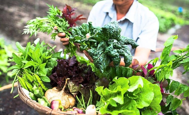 Thân cây rau Organic rất giòn