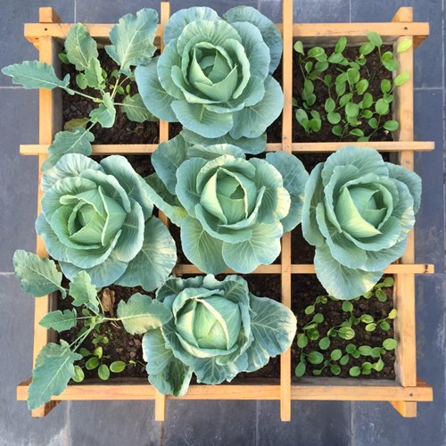 Chuẩn bị hạt giống khỏe, không bị sâu bệnh