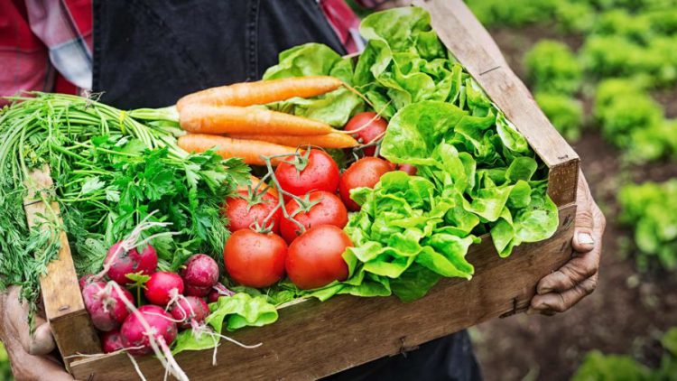 Rau hữu cơ là rau sạch đảm bảo chất sức khỏe người dùng