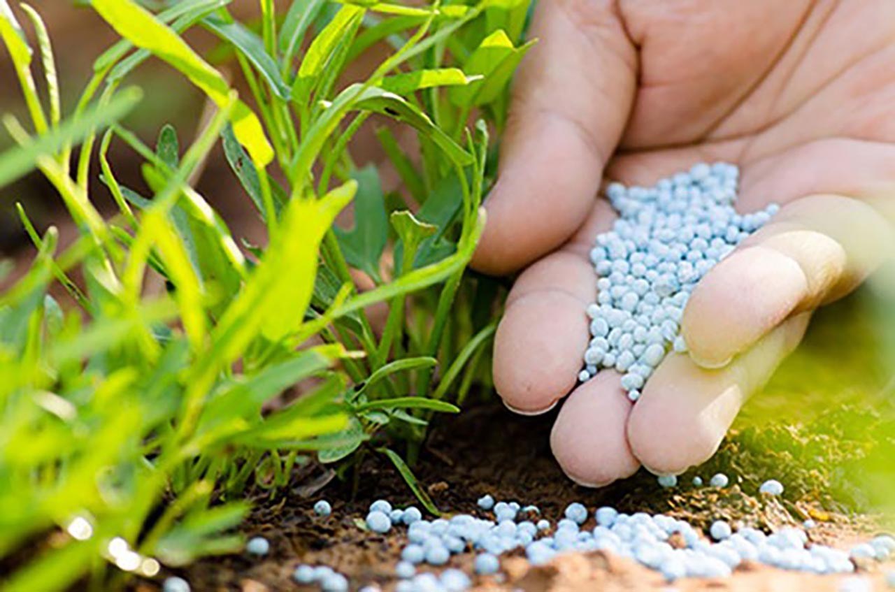 Quy trình trồng trọt khép kín và phức tạp