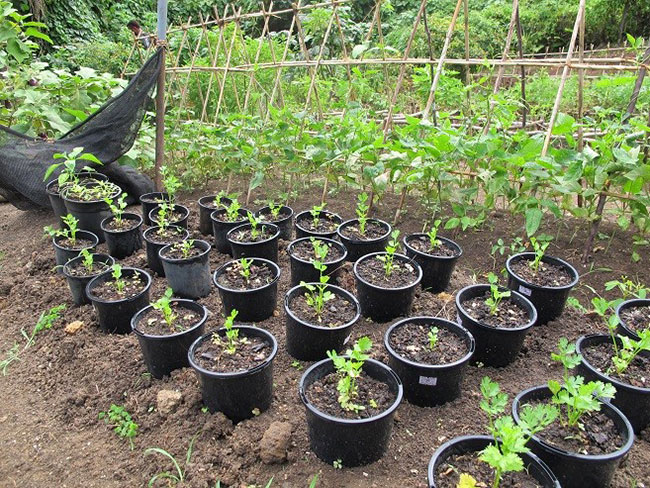 Ưu tiên chọn vị trí trồng cây