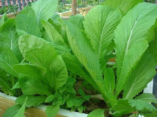 Phân vi sinh cần thiết cho quá trình ủ rác
