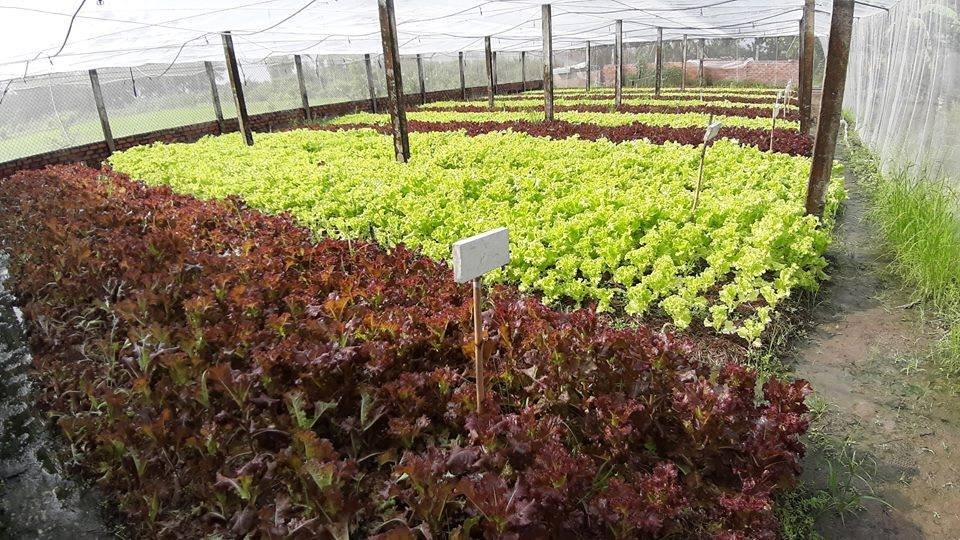 Không sử dụng rau có nguồn gốc biến đổi gen