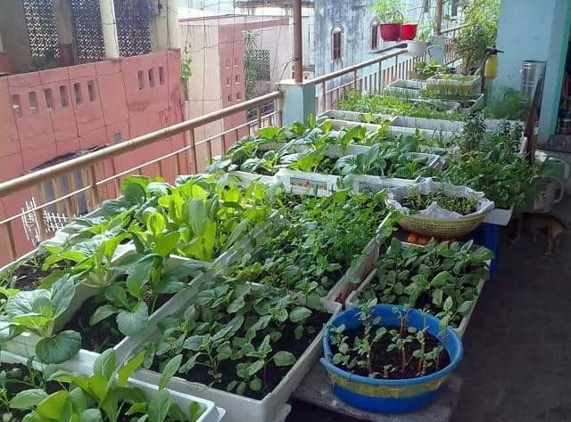 Cải tạo đất trồng rau trong thùng xốp mang lại hiệu quả cho vụ sau