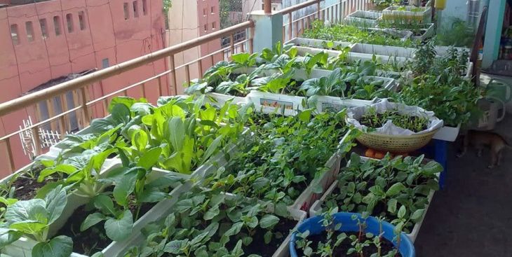 Các loại thùng trồng rau hữu cơ đơn giản và tiện lợi nhất