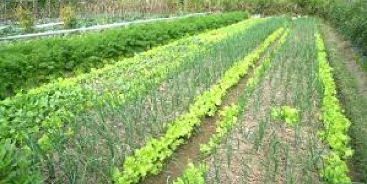 Trồng rau hữu cơ Organic đơn giản và hiệu quả nhất