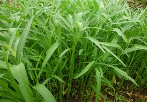 Trồng rau quá dày sẽ khiến rau không phát triển được