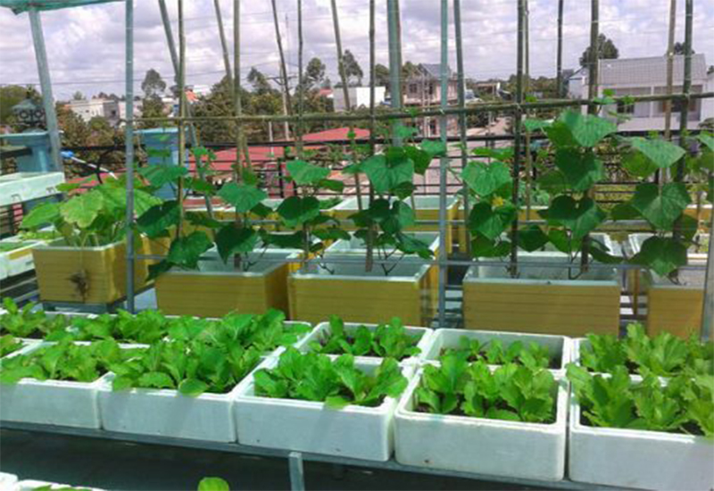 Trồng rau hữu cơ bằng thùng xốp khá phổ biến hiện nay