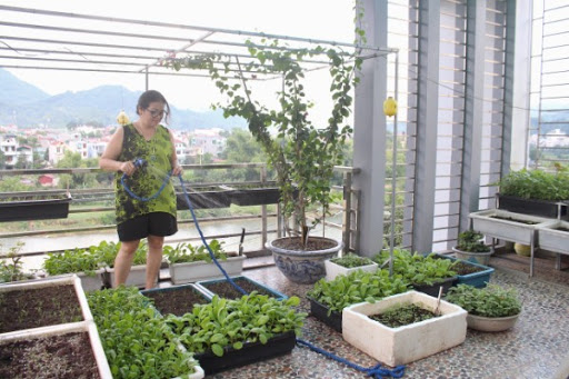 Cần đảm bảo nguồn nước tưới cho rau khi trồng trong thùng xốp