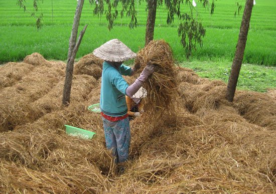 Ủ phân hữu cơ bằng rơm