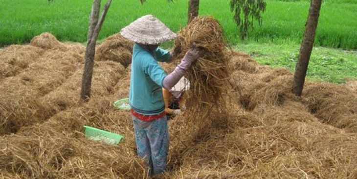 02 cách ủ phân hữu cơ dùng để bón cho cây đơn giản nhất