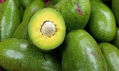 Bơ sáp phổ biến ở Đăk Lăk
