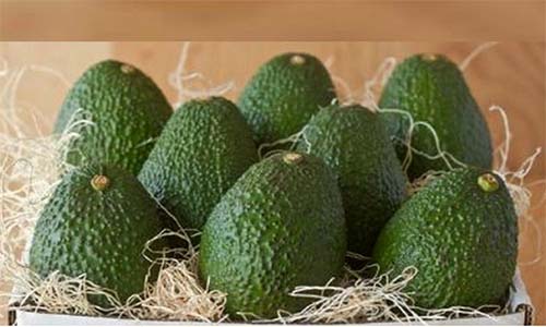 Bơ Hass có vỏ màu xanh đậm và hơi sần sùi 