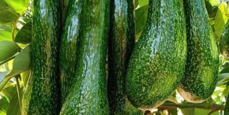 Sổ tay kiến thức về Bơ 034 đầy đủ & chi tiết nhất