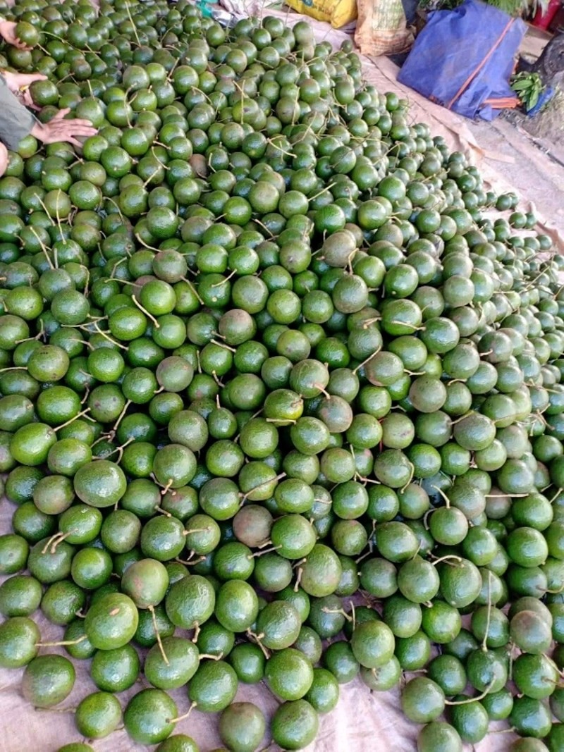 Giống bơ cho năng suất cao