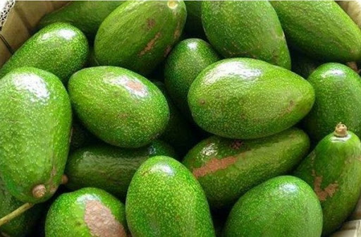 Bơ sáp Đắc Lắc có vỏ màu xanh, da hơi sần