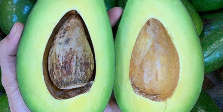 Sổ tay tuyệt vời về Bơ sáp Đắk Lắk mà bạn không nên lỡ