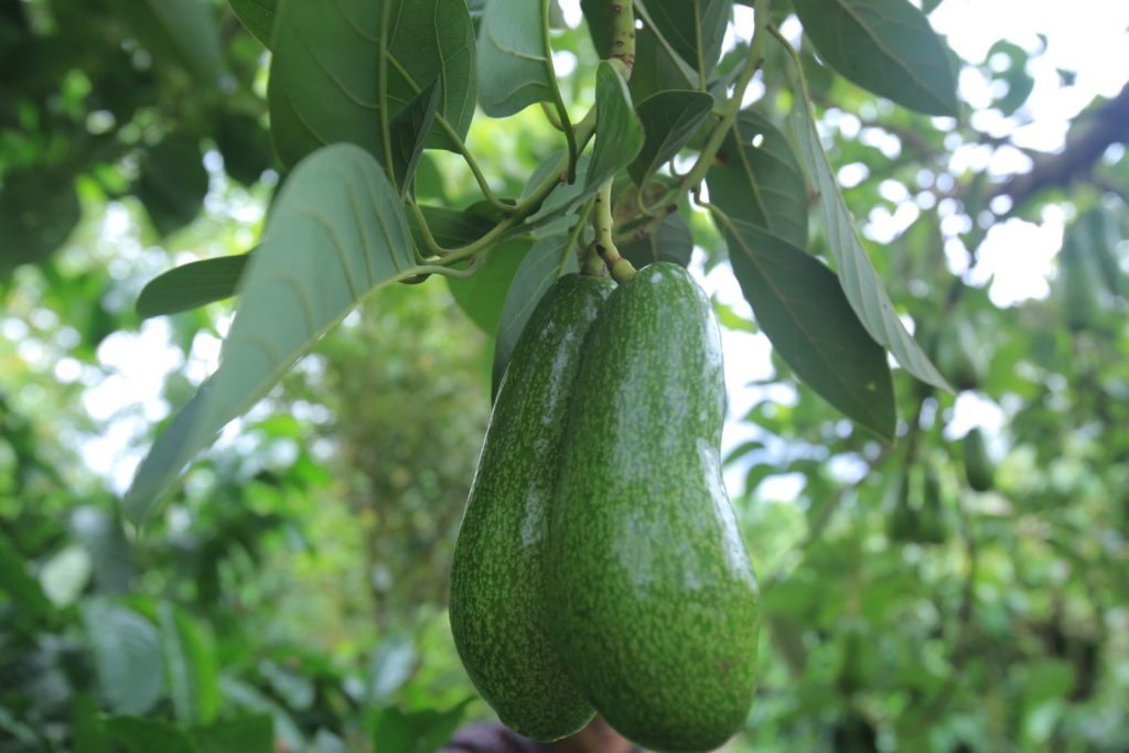 Bơ Trịnh Xuân Mười nổi tiếng