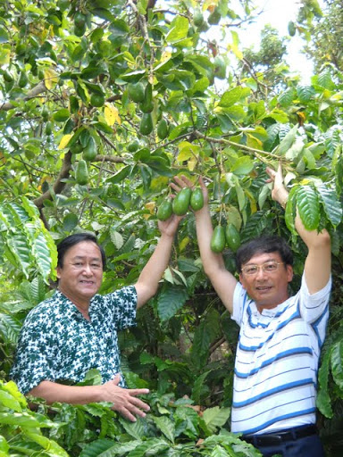 Giống bơ Trịnh Mười được trồng ở nhiều nơi